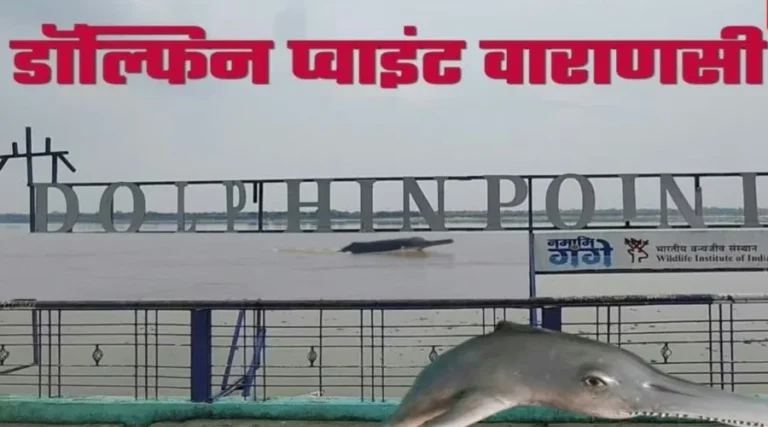 #वाराणसी में तैयार हुए दो डॉल्फिन प्वाइंट; देशी-विदेशी मेहमानों के बीच डॉल्फिन सफारी का क्रेज#