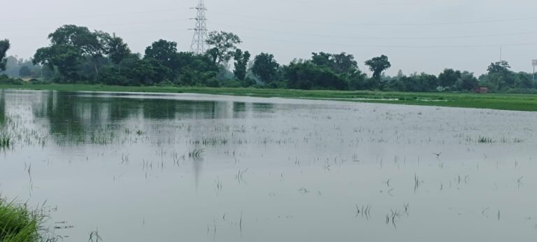 #आज़मगढ़ : मूसलाधार बारिश से खेत-खलिहान जलमग्न, फसलों पर मंडराया संकट#