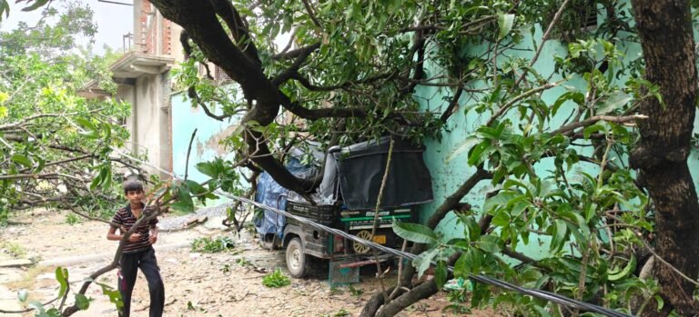 #सुराई गांव में दो आम के विशालकाय पेड़ गिरे, दबकर टूटा ऑटो रिक्शा, बाल-बाल बचे आसपास के लोग#